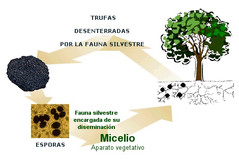 noticia